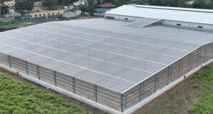 Neem Seed Drying Yard