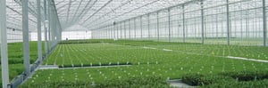 LEXAN™ Corrugated Sheet, Dripgard & General Purpose | POLYVANTIS